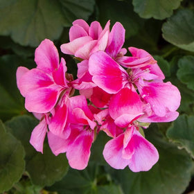 Geranium