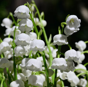 Lily-of-the-Valley
