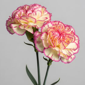 Carnation