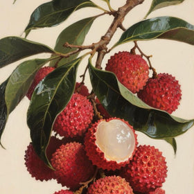 Litchi