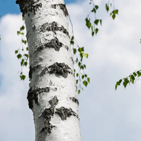 Birch