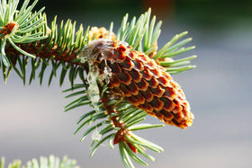 Fir Resin