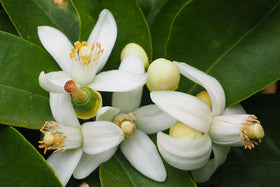 Neroli