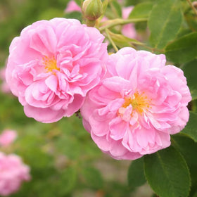 Turkish rose