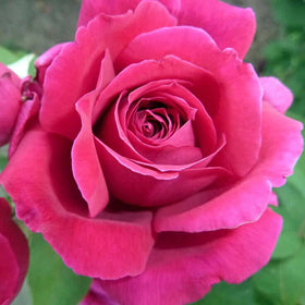 Rose Absolute
